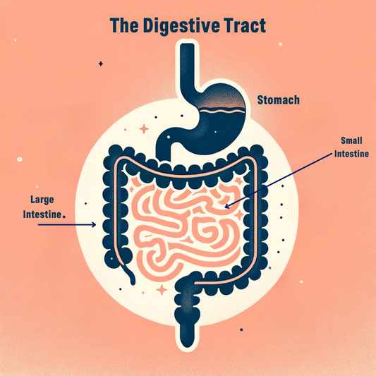 Unraveling the Gut Health Mystery: Prebiotic vs. Probiotic
